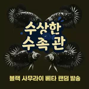 [수상한수족관] [플라캇베타 ] 사무라이 하프문 플라캇 수컷 베타 / 1마리 / 랜덤발송