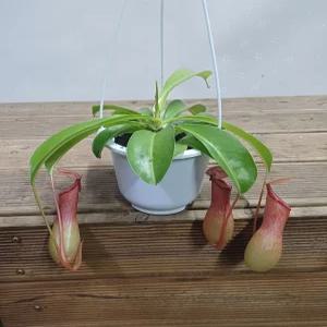 행복한꽃순이/식충식물네펜데스/벌레잡이통풀