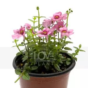 디아시아 다이시아 초화 다년생 관상용 정원 화단 관엽 식물키우기