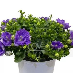 더블캄파눌라(보라꽃) 초롱꽃 바위초롱 야생화 초화 화단 정원 식물키우기