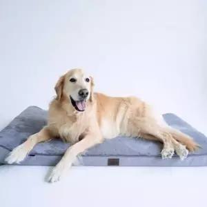 대형견 꿀잠 휴식용 방석겸 침대 XL Y242819 대형견용