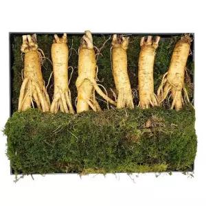 수삼선물세트 800g 코스트코 마켓송지2602