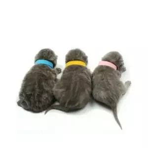 [반려] 탯줄 목걸이 인식표 12색 1세트 새끼동물 출산준비물