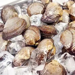 제철 자연산 피조개1kg 피조개회1팩 140g