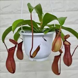 플랜테리어 네펜데스 식물 벌레잡이 식충식물 행잉 화분 공중