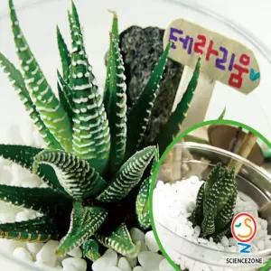 나만의 테라리움 5인용과학교구 학습 장난감 수업 리움 리움원리 토양구조관찰 초등