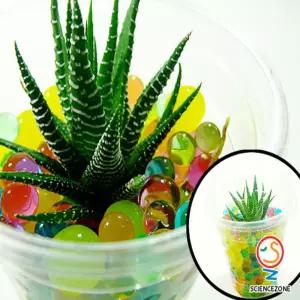아쿠아테라리움 5인용식물관찰교구 초등과학 학습 장난감 수업 라리 흡수원리