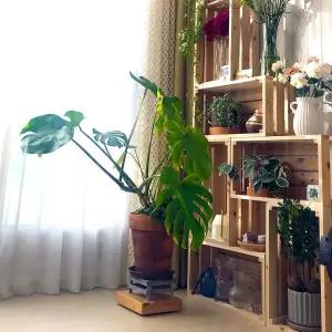 나무선생 삼나무 원목 인테리어 다용도 공간박스오픈장 우드 선반 수납 화분받침대 플랜 홈가드닝 거실 기