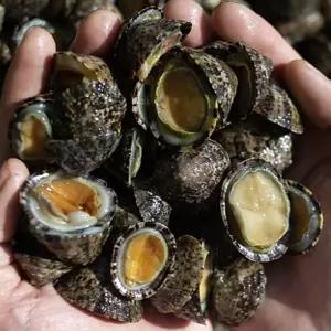 자연산 급냉 거문도 배말 500g 30-50미 애기 삿갓조개 따개비 배말 칼국수 용 배말 겨울별미 제철해산물