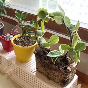 동그라미 원형 화분 식물지지대 넝쿨