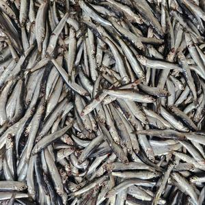 남해 쌈밥 조림용 손질 멸치 1kg 제철 2025년도 햇멸치 조림용 생멸치