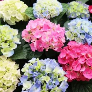 수국(미니중품) 랜덤 공기정화식물 실내 인테리어식물 수국꽃