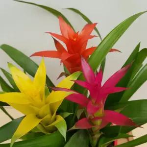 [소나무길] 세가지 색상의 아나나스 구즈마니아 삼색체리 미니  290