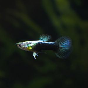 블루 턱시도 구피 10마리(암5,수5) 열대어 관상어 마리아쿠아