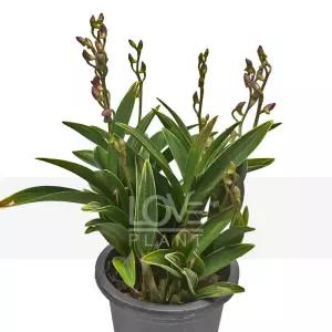 미니종무늬긴기아난(핑크) 동양란 서양란 난초 실내원예 식물키우기 인테리어