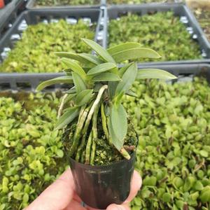 정지송 부귀란 소엽풍란 석부작 목부작 착생란