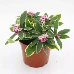 천리향나무 소품 향이좋은천리향 천연방향제나무 실내공기정화식물