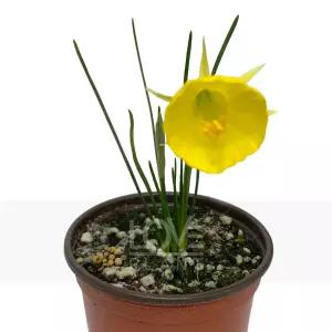골든벨수선화 원종 수선화 노란색 봄 꽃 모종 구근 식물 키우기 화분 소품
