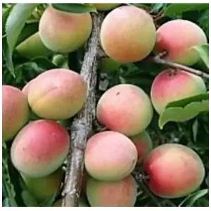 향수농원 홍매실나무 화양실 접목2년차 특묘