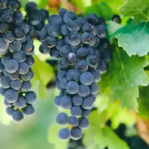 [충북농원] BK시들리스 포도나무 묘목 - 접목묘 삽목묘