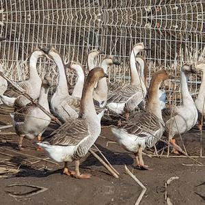 [부화용] 슈퍼 아프리카 거위 유정란 10개 - 봄철에만 생산가능