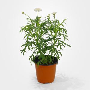 마라카스 더블화이트 목마가렛 소형 야생화 꽃 인테리어 공기정화 식물