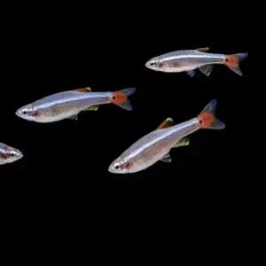 백운산 100마리 날씬한 줄무늬 물고기 관상어 열대어 작은어항에도 좋아