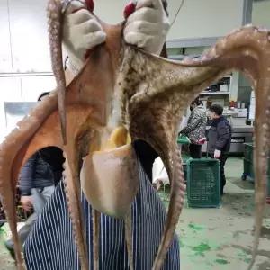 남해 자연산 활 돌문어 3kg 1마리 제수용 문어