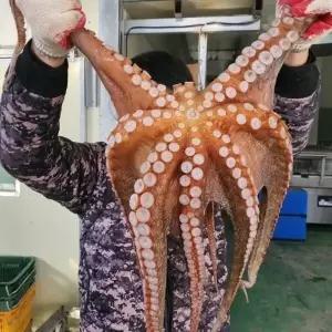 남해 자연산 활 돌문어 4kg 1마리 제수용 문어