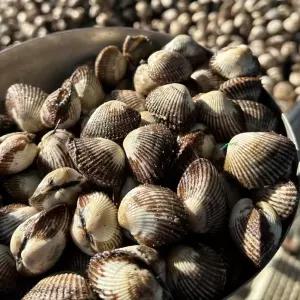 국내산 벌교 남해 새꼬막 특품 3kg 소-중사이 크기