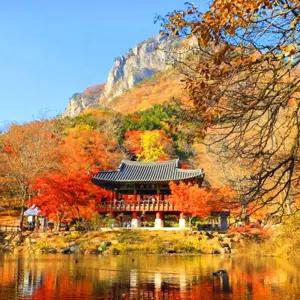 장성 백양사 애기단풍 홍길동 테마파크 2025 가을 당일 여행