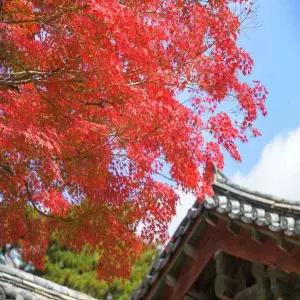 [1박2일/리무진버스] 가을 단풍보러 당.장. 해남으로!