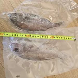 동해바다 해풍건조 도미(참돔) 대방출2마리(26~30cm)