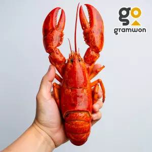 캐나다 자숙 랍스터 1마리 (400/450) 바닷가재 냉동 랍스타
