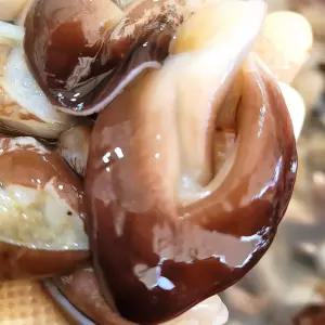 여수 새조개 200g 손질 검정새조개 3대째 조업