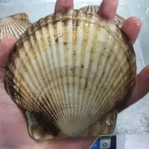 연안 초특대 가리비 1kg(3~5미)