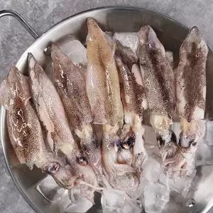 제주 생물 총알한치 1kg