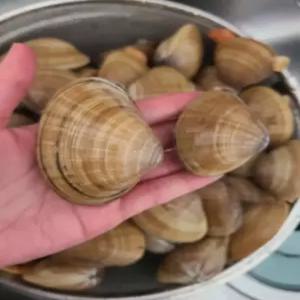 갈미조개 새조개 명주 개량 명지 노랑 (대.중 갈미조개 구이 샤브용 2kg)