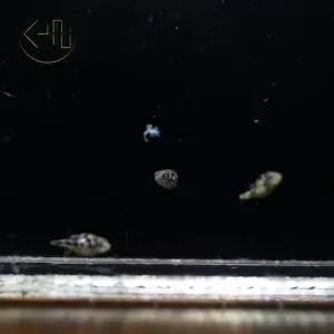 인디언 복어 미니 복어 (관상어, 열대어)