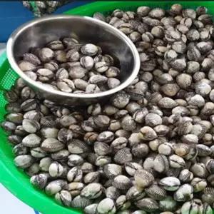 남해안 새꼬막 1kg 80미내외   꼬막무침 꼬막찜