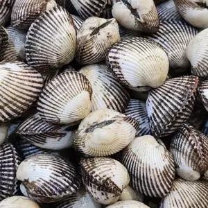 국내산 새꼬막 3kg 답례품 설 명절 선물세트