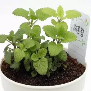 레몬밤 키우기세트 씨앗키트 꽃키트 플라워키트