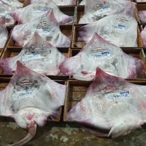 국산 흑산도 홍어회 250g