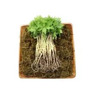 VDG 유황 새싹삼 중 25cm내외 100뿌리