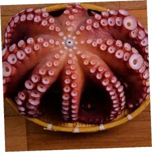 국산 삶은문어 통문어 손질해산물 냉동수산물 반찬재료 해물요리 식탁반찬 조리식품 4.5kg (자숙 후 2.7kg내외)