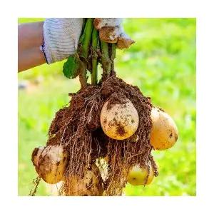 햇두백감자 10kg 대