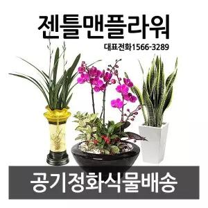 동양란 서양란 개업화분 동양난 승진화분 꽃배달