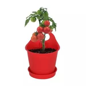 키우기쉬운식물 화분 방울토마토씨앗 흙 키우기 키트