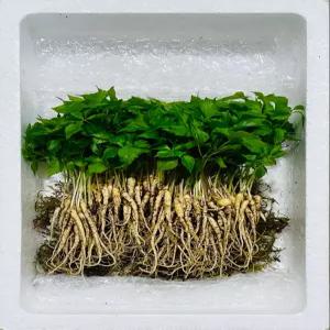 샐러드용 한잎 새싹삼 100뿌리