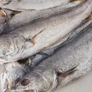 국내산 반건조 민어 8미 [AZG993]